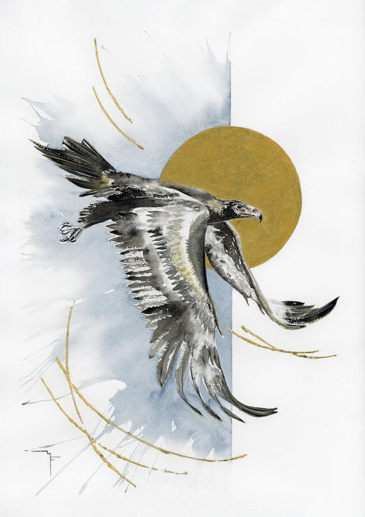 'Aloft' Australian Wedge-Tailed Eagle | Fine Art Print