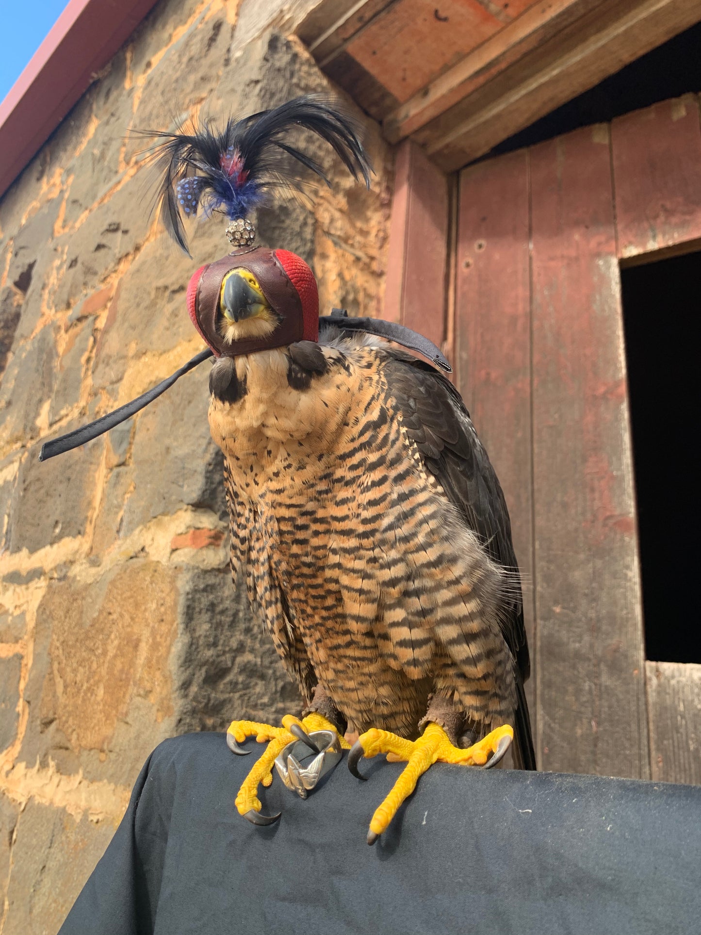 Australian Peregrine Falcon wearing a traditional red falconry hood with decorative feather plume, holding the Falconers Ring #1/10