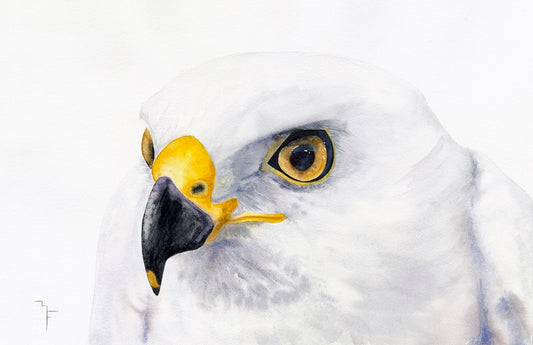 Close-up watercolour portrait of an Australian White Morph Grey Goshawk by Marina Fox, showing luminous white plumage, vivid yellow beak and striking amber eye against a white background