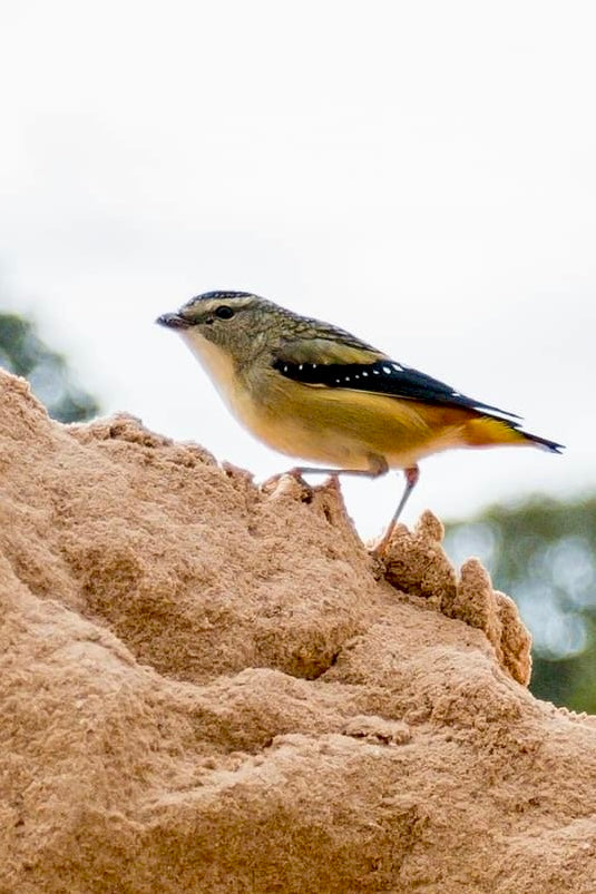 Spotted Pardalote Bronze Sculpture