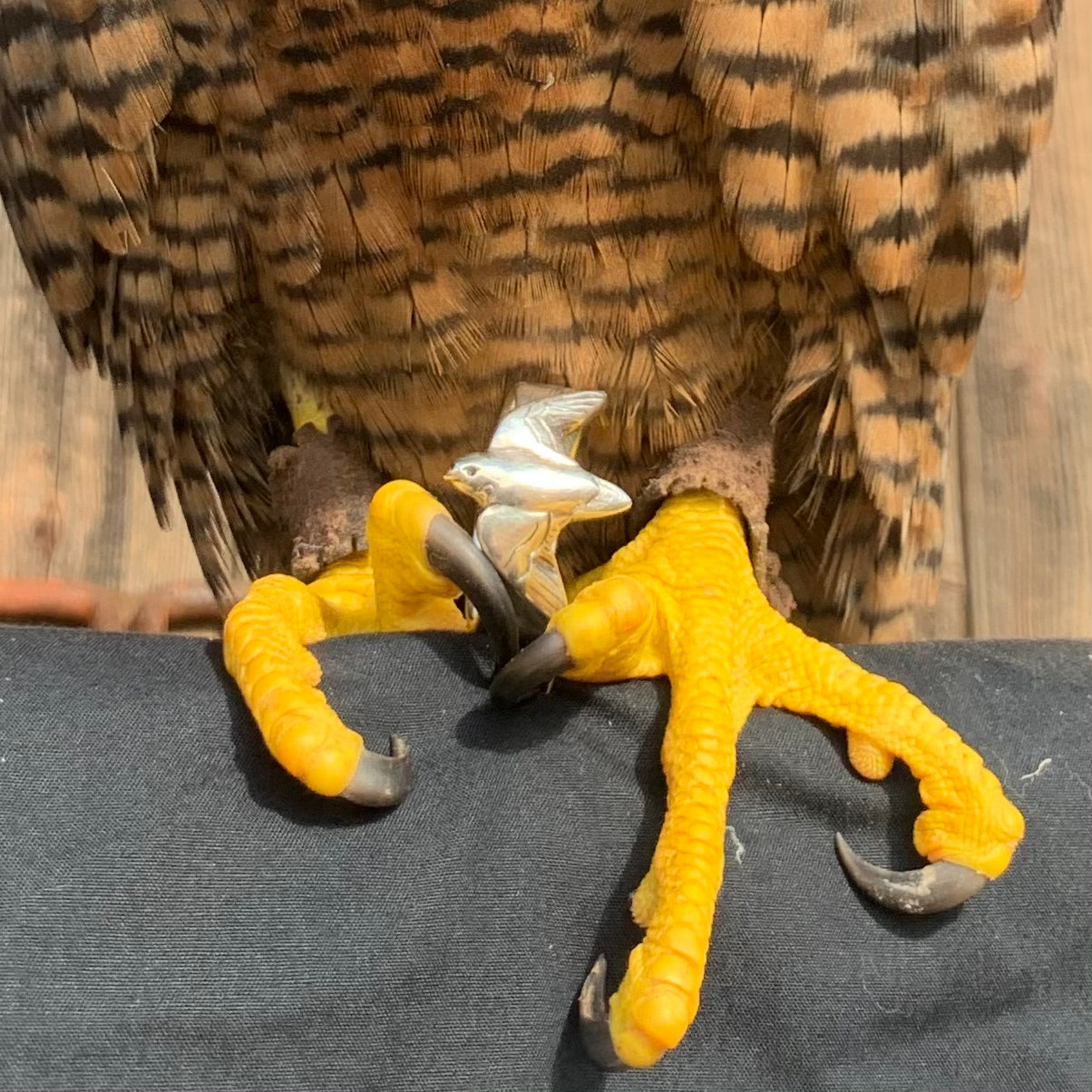 Sterling silver falconer's ring close-up on a real Peregrine Falcons talons, showing sculpted bird in flight with polished body and engraved wing detail