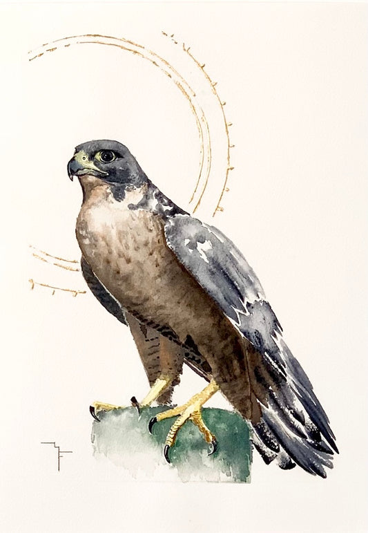 Watercolour and gold painting of an Australian Peregrine Falcon perched on a rock by Marina Fox, with delicate gold arc lines radiating behind the bird against a soft cream background