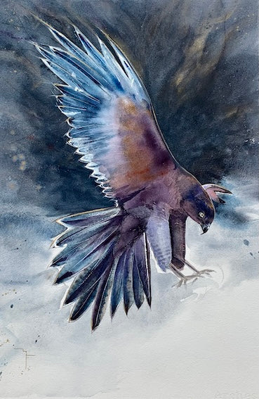 Watercolour painting of an Australian Brown Goshawk diving in pursuit by Marina Fox, wings spread wide showing iridescent blue-grey feathers against a dramatic stormy dark blue and grey background