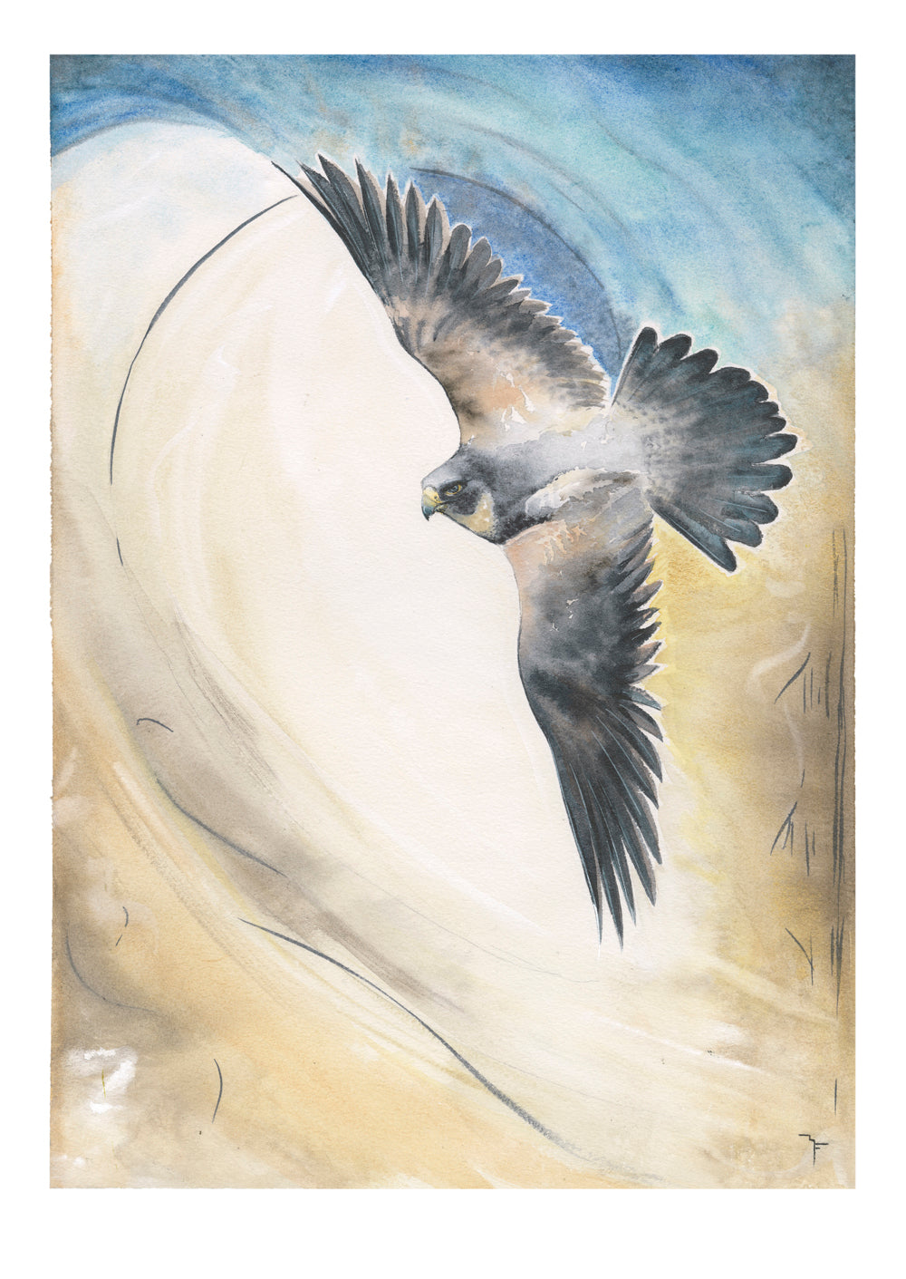 Watercolour painting of an Australian Peregrine Falcon in flight by Marina Fox, wings spread wide against swirling warm gold and blue tones, capturing speed and movement